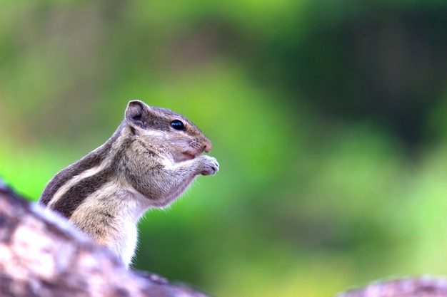 The indian palm squirrel also known as the chipmunk posing sideways to the camera on the tree trunk
