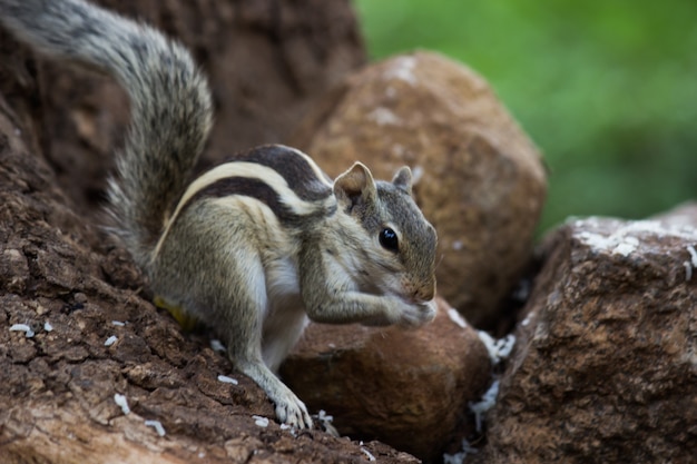 Indian Palm SquirrelまたはRodent、または岩の上にしっかりと立っているシマリスとしても知られています