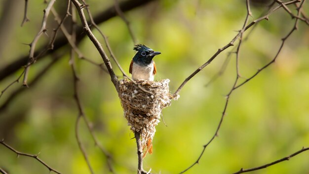 An indian paradise flycatcher in the nest located on a tree branch in forest on blurry background