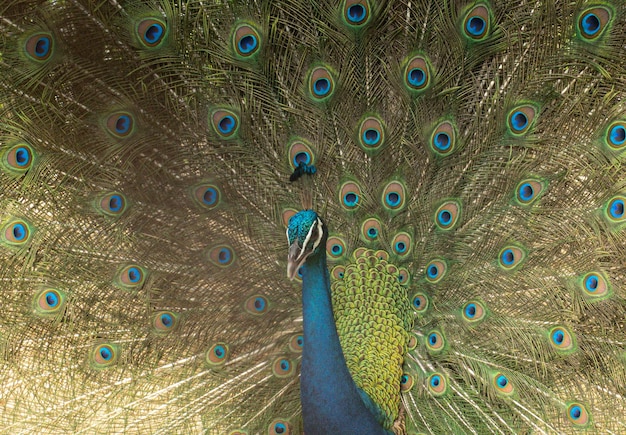 Indian peacock or Indian peafowl male spreading wings spreads its tail feathers all in its glory to attract the female peahen