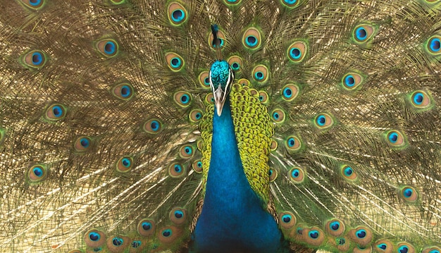 Indian peacock or Indian peafowl male spreading wings spreads its tail feathers all in its glory to attract the female peahen