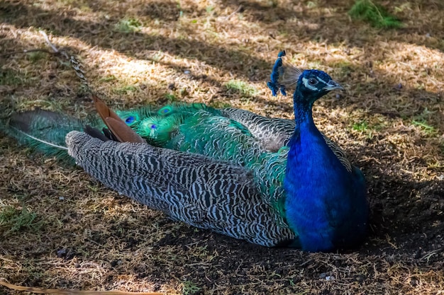 Indian peafowl or blue peafowl Pavo cristatus