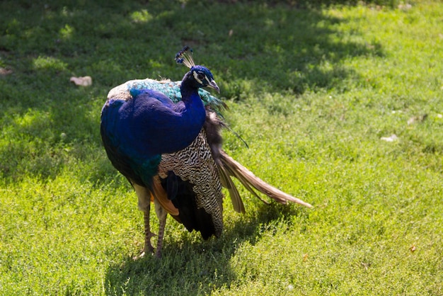 Фото Индийский павлин или голубой павлин pavo cristatus