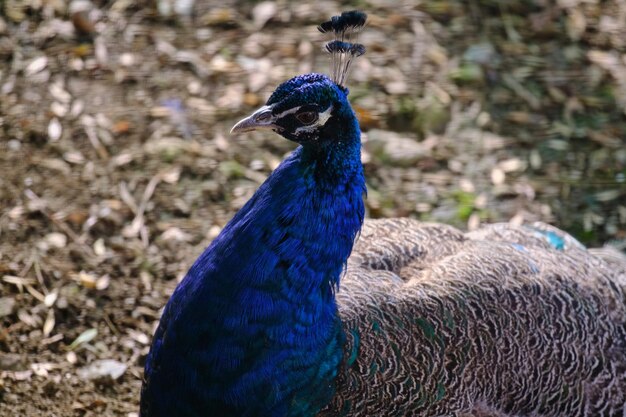 인도 공작 Pavo cristatus 푸른 깃털을 보여주는 이 아름다운 새의 아름다운 초상화