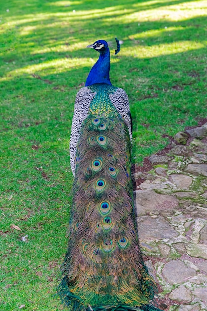 Photo indian peafowl, (pavo cristatus), colorful tail