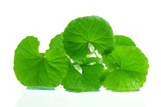 Indian pennywort brain tonic herbal plant.