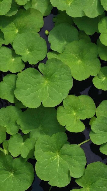 Indian pennywort leaves