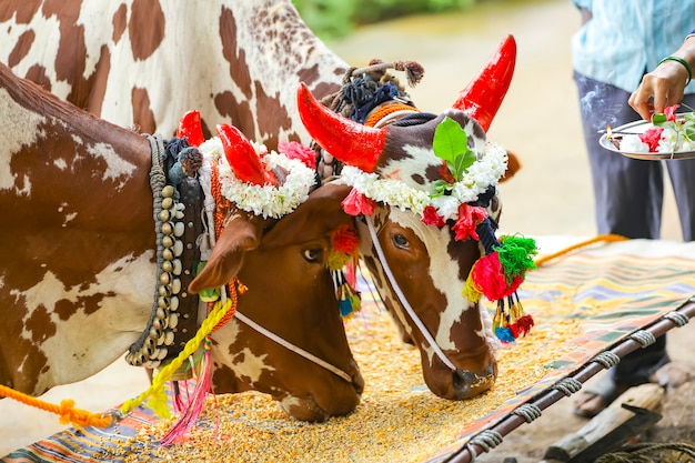 Indian pola festival, ox festival.