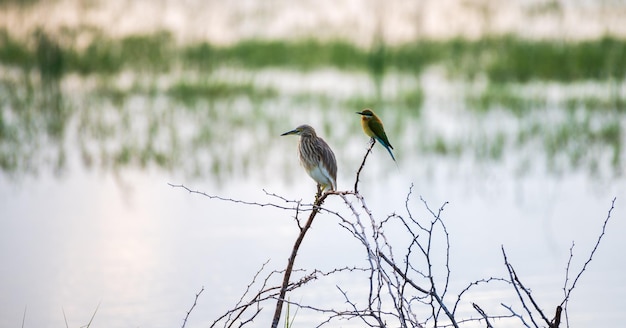 Indian pond heron and bluetailed beeeater perch near each other photographed against a lagoons waterbody in the morning Bundaa national park