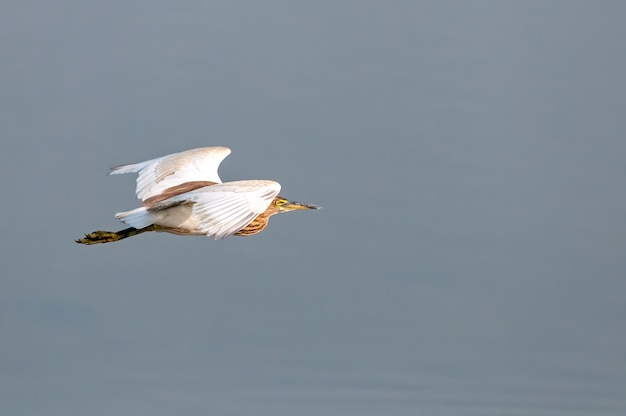 An indian pond heron flying over a pond