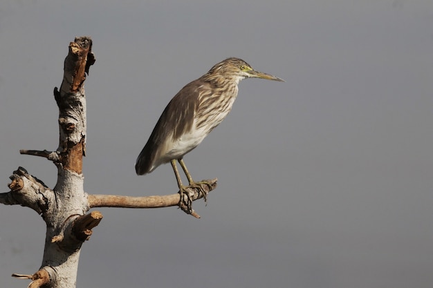 Indian pond heron perched on a branch