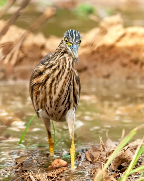 Indian pond heron searching food in the field