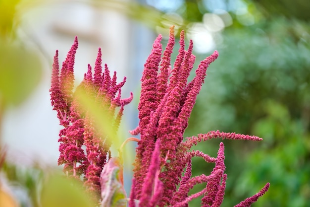 写真 夏の庭で育つインドの赤いアマランサス植物。葉野菜、穀物、観賞植物、タンパク質とアミノ酸の供給源。