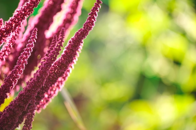 Photo indian red amaranth plant growing in summer garden. leaf vegetable, cereal and ornamental plant, source of proteins and amino acids.