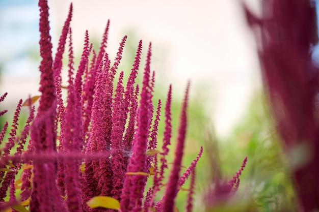 Indian red amaranth plant growing in summer garden. Leaf vegetable, cereal and ornamental plant, source of proteins and amino acids.