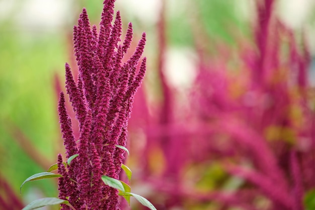 Indian red amaranth plant growing in summer garden. Leaf vegetable, cereal and ornamental plant, source of proteins and amino acids.