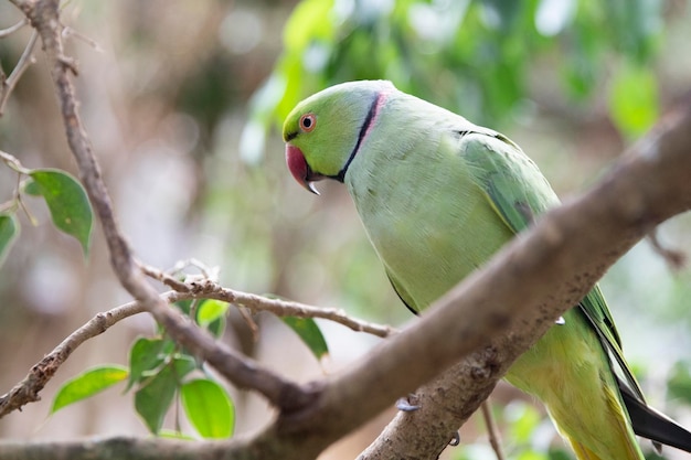 Photo indian ringed parrot psittacula krameri sits on a tree macro