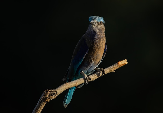 Indian Roller on the branch tree Animal Portrait