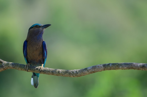 Indian Roller on the branch