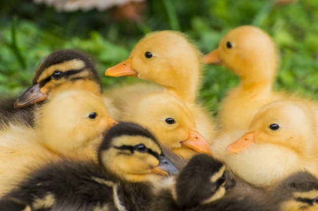 Indian runner duck detail view from the different babys