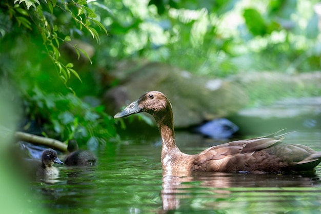 indian runner duck in the pond