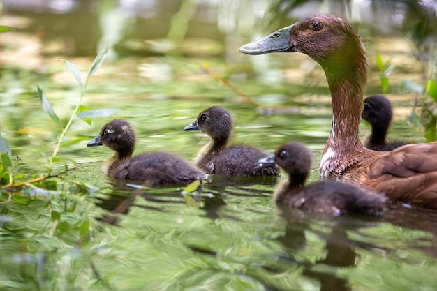 池にいる若者とインディアンランナーのアヒル害虫の生物的防除