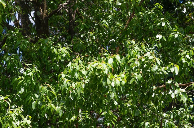 Indian sandalwood green leaves, Santalum album, one of the most expensive plants in the world, very famous for its fragrance