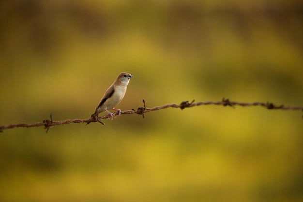 Indian silverbill bird perched on wire with a blurred background