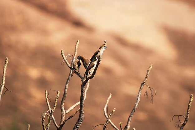 Индийские птицы Silverbill, сидящие на сухой ветке.