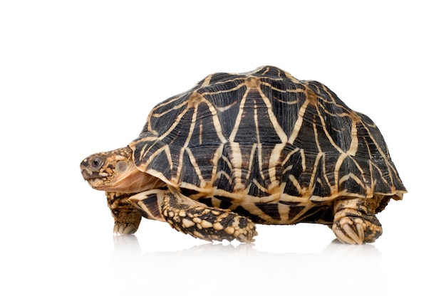 Indian Starred Tortoise in front of a white backgroung