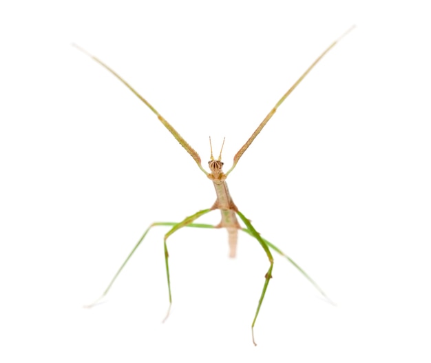 Indian Stick Insect, Carausius morosus also known as a Laboratory Stick Insect, standing against white surface