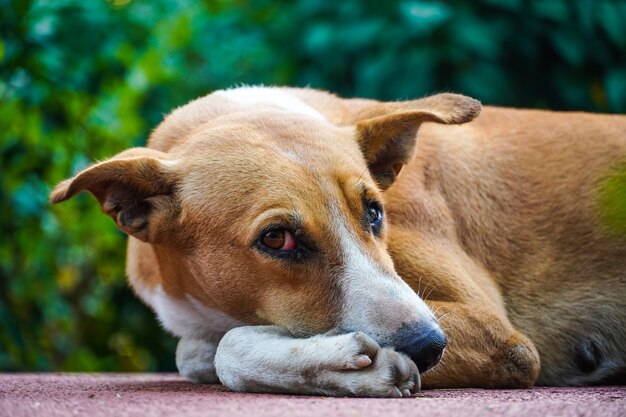 Indian street dog images on road watching camera