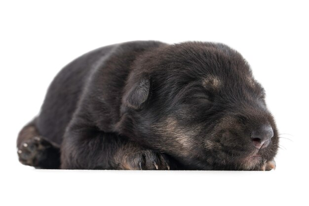 Indian Street Small Dog on White Background