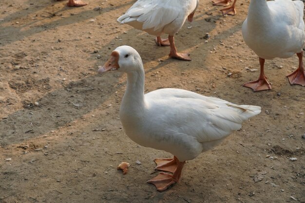 Indian Swan images Beautiful image