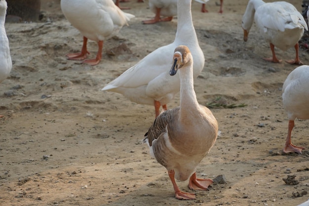 インドの白鳥の画像美しい画像