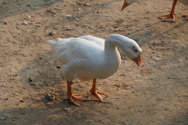 インドの白鳥の画像美しい画像