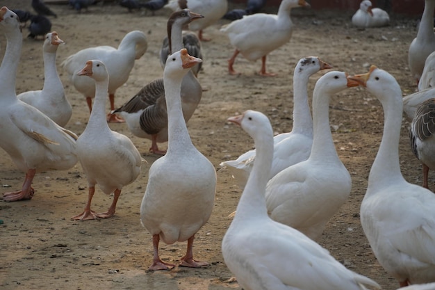 Indian Swans in park images Beautiful image