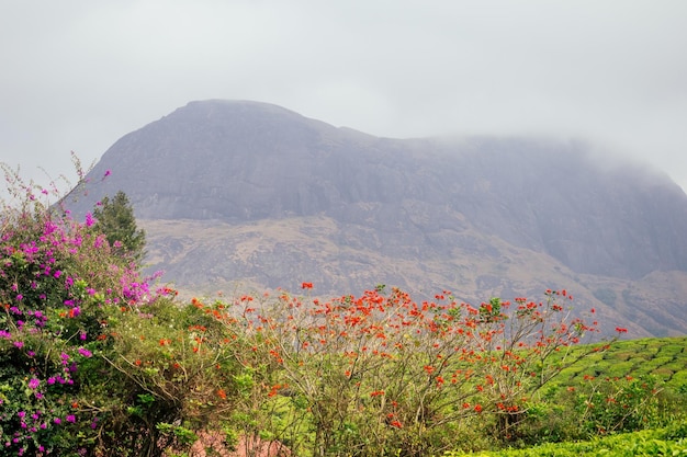 Indian tea plantations and leafs in India Kerala Munnar