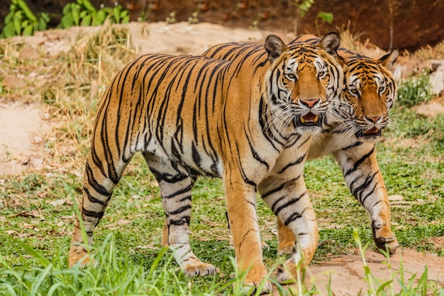 Photo an indian tiger in the wild. royal, bengal tiger