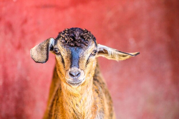 Indian village goat