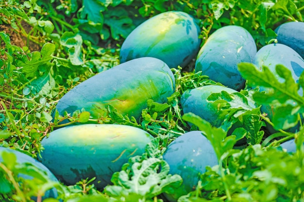 indian watermelon field