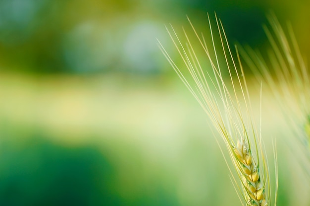 Photo indian wheat field