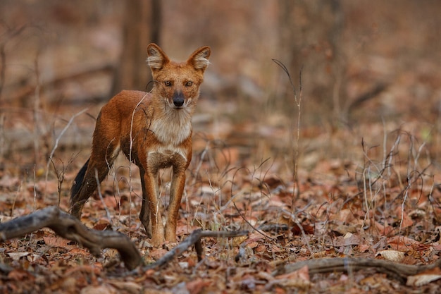 Indian wild dog pose in the nature habitat 