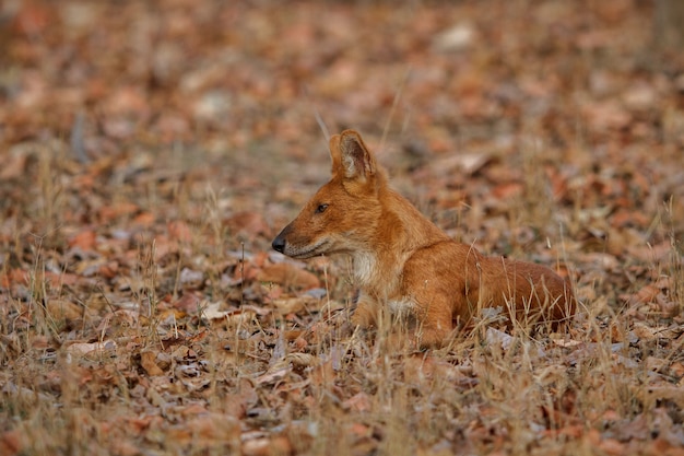 自然の生息地でポーズをとるインドの野生の犬