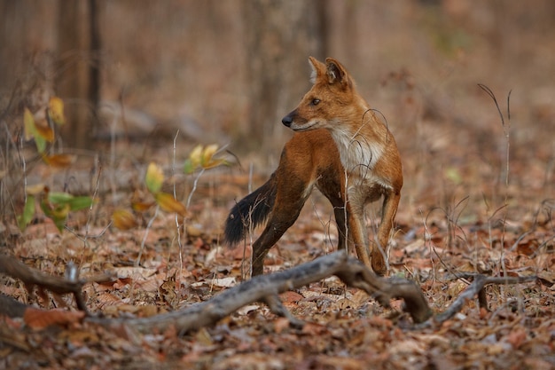 自然の生息地でポーズをとるインドの野生の犬