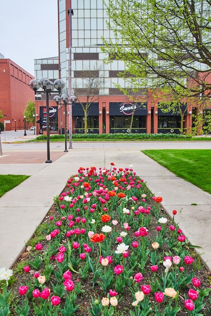 Photo indiana spring tulip gardens of pink white and red