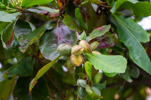 Indiase amandel strand amandel Terminalia catappa zaden