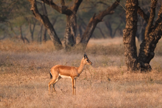 Indiase bennetti gazelle of chinkara in Rathnambore National Park, Rajasthan, India