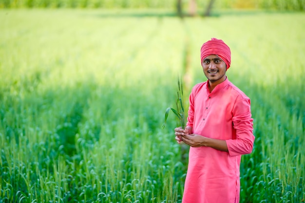 Indiase boer gewas plant in de hand houden op tarweveld