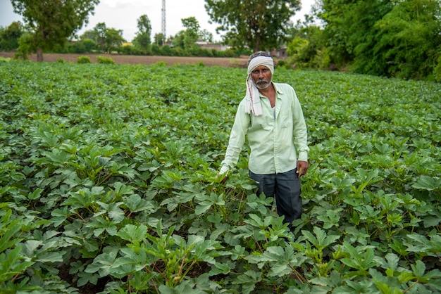 Indiase boer werken in okra plant of ladyfinger boerderij veld.